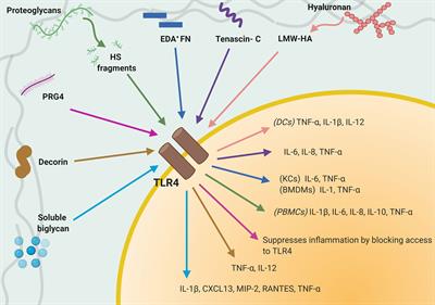 Immunomodulatory Role of the Extracellular Matrix Within the Liver Disease Microenvironment